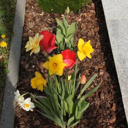 Diamond House Deluxe 5