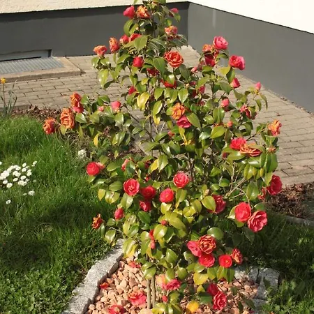 Diamond House Deluxe 5 Koblenz *