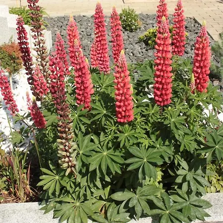 Diamond House Deluxe 5 Coblenza