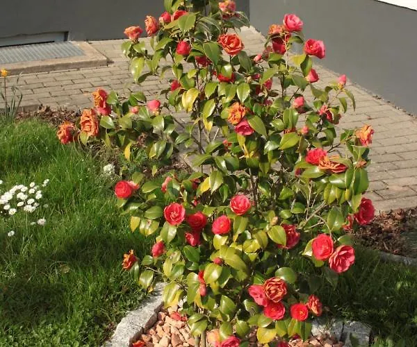 Diamond House Deluxe 5 *