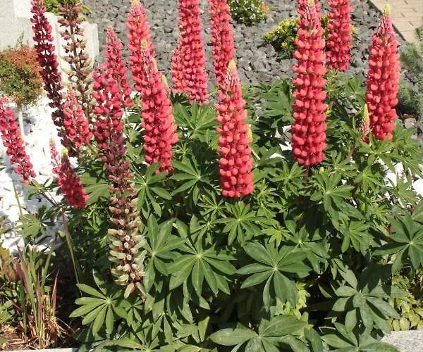 Diamond House Deluxe 5 科布倫茨